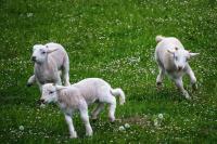 Omslag till A Sheep Sheep Chase